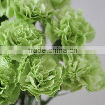 Fresh Green Lady carnation in glass as a gift