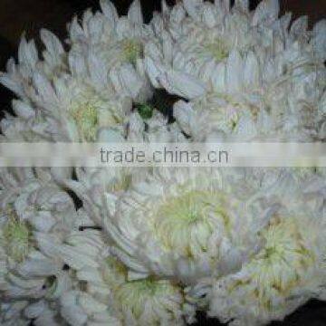 Spray Chrysanthemum