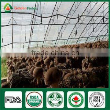 Supplier of Shiitake Mushroom Spawn Growing Kit for Shiitake Mushroom Farm photo-4