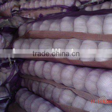 Pure White Garlic
