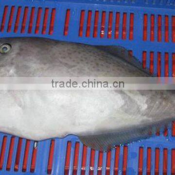 LEATHER JACKET FISH HGT IQF 500 Gms/Up