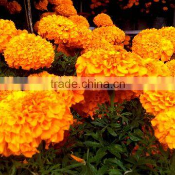 High Quality Tagetes Oil