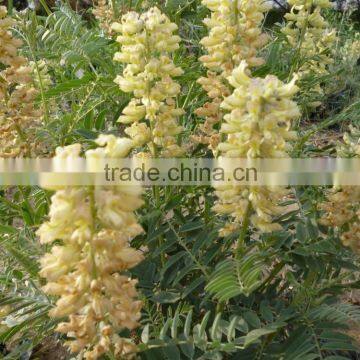 plant extract organic pesticide Tatal Matrine