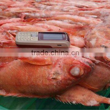 Red Fish Sebastes Viviparus