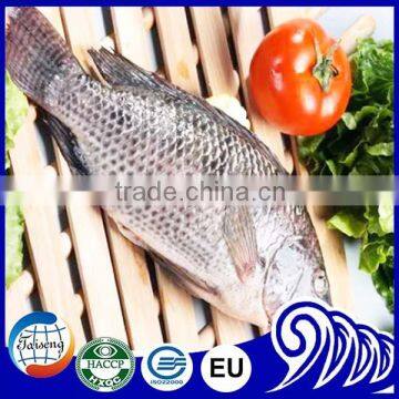 frozen tilapia fish manufacturer exporting