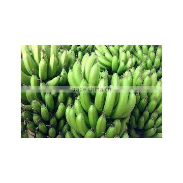 Price of Fresh Cavendish Banana photo-3