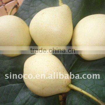 Asian Ya Pear Fruit