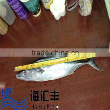 High quality frozen bonito skipjack fish sale tuna fish for sale