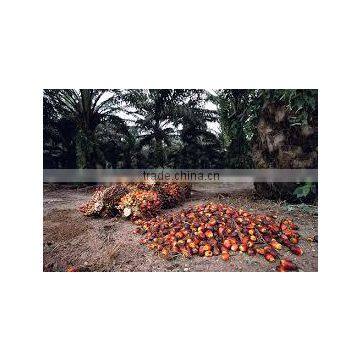 Very Good Ivory Coast Palm Oil photo-3