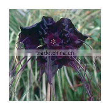 Tacca chantrieri Bat Flower Cats Whiskers Devil Flower