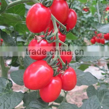 Hybrid Red small Tomato Seeds 1602