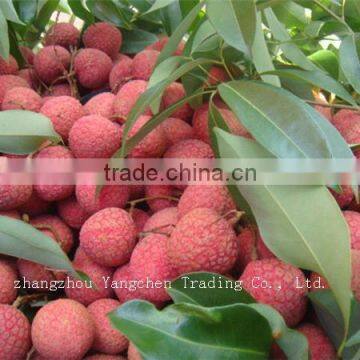 new products 2014 good taste canned whole litchi in low sugar