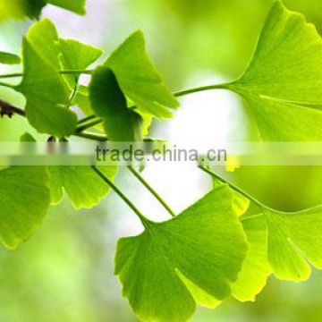 100% Natural Ginkgo Biloba Extract Powder