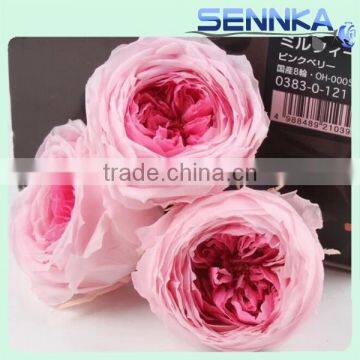 Wholesale Natural Flowers Preserved Austin Rose Head for Wedding Decoration 4-5cm Rose Head 8 pcs/box