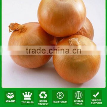 NON03 Xiai high yield yellow onion seeds