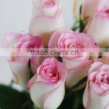 Hot Sale Fresh Cut Rose Flowers With Pink Edge photo-2