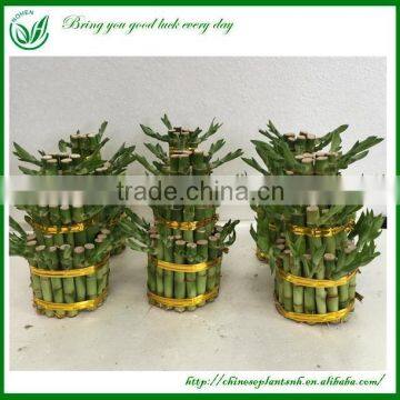 Chinese Lucky Bamboo Plant