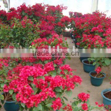 Sell Bougainvillea