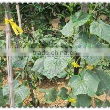 Agriculture Climbing cucomber Plant Support Net