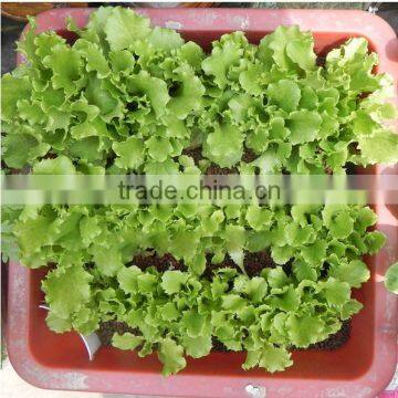 Expanded Clay Soil For Roof Garden,lightweight Expanded Clay Aggregate photo-5