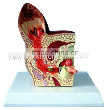 Biological Teaching Aids Anatomic Dog Ear Model