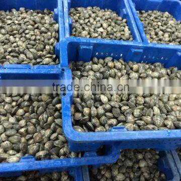 High Quality Frozen Vacuum Packed Short Necked Clam photo-3