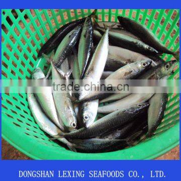 Frozen Whole Round Pacific Mackerel photo-1