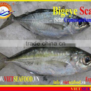 FROZEN BIGEYE SCAD WHOLE ROUND
