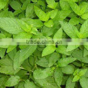 Chinese essential mint oil 50%