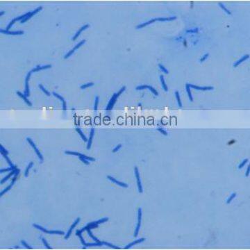 Bacterial Slides , Microbial Slides photo-4