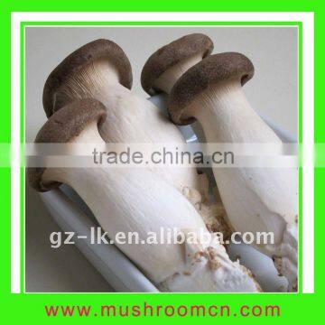 Hot sale good quality fresh King oyster mushroom