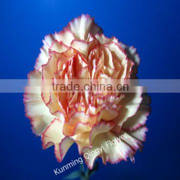 China fresh cut flowers China carnation