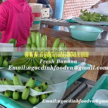 BEST QUALITY VIETNAM FRESH CAVENDISH BANANA