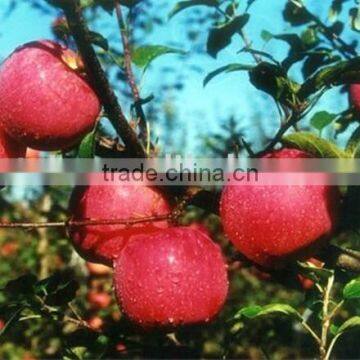TOP SELLING!! Cheap Prices Red Delicious Apple Sale Fresh Qinguan Apples From Shandong