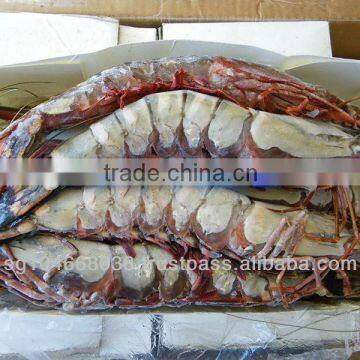 WILD-CAUGHT SEA TIGER SHRIMP HOSO U5