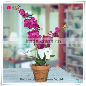 wholesale beautiful plants for gift & decorative