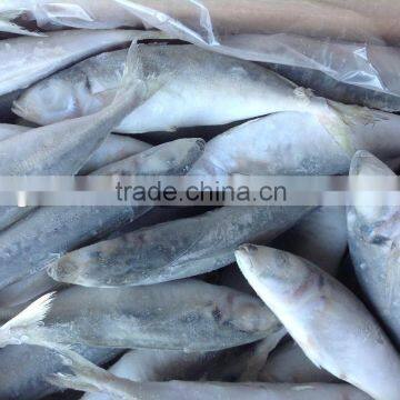 Frozen Whole Round Scad with IQF fish in China