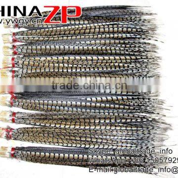 CHINAZP Exporting Wholesale Top Quality Large Natural Beautiful Lady Amherst Pheasant Tail Feathers for DIY photo-3