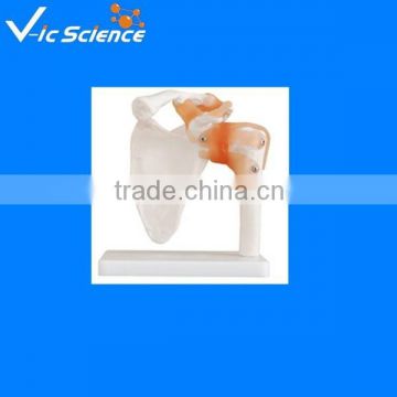 Natural size shoulder joint pvc model