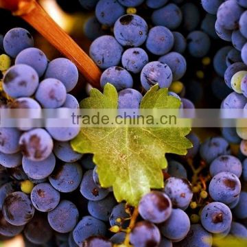 Grape Seed Extract 95%