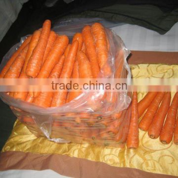 10kg carton packing fresh carrot (from china)