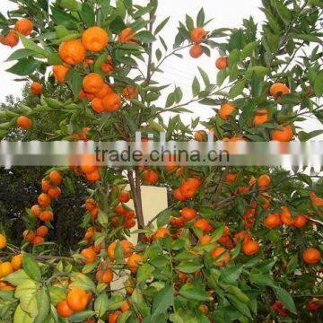 Fresh Nanfeng Orange