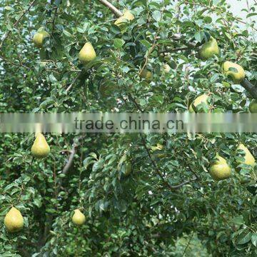 ya pear price in China