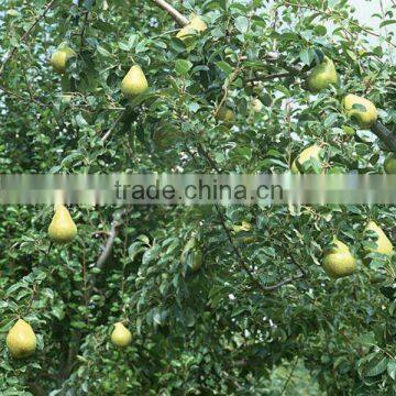 ya Pear Price in China