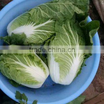 fresh new crop chinese cabbage