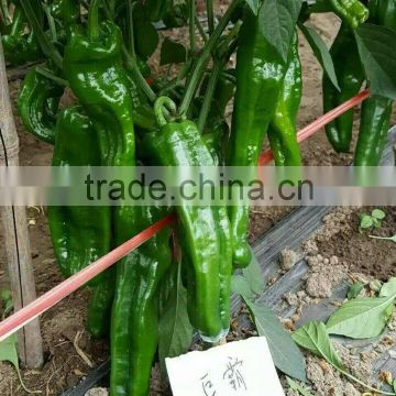 Hybrid Chinese pickled peppers pepper Big pepper seeds for cultivation-Big King