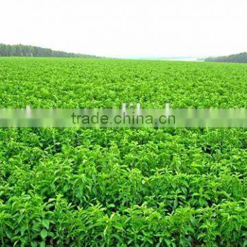 100% Pure 97% Rebaudioside A(Reb A) Stevia Leaves Extract photo-5