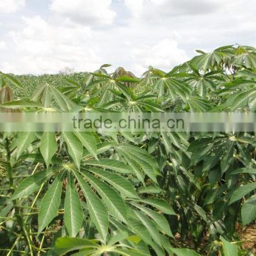 cassava starch processing line for sale