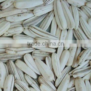 Hot Sell White Sunflower Seeds(22/64) China