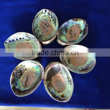 Raw Haliotis Iris Polished Abalone Shell Crafts photo-3